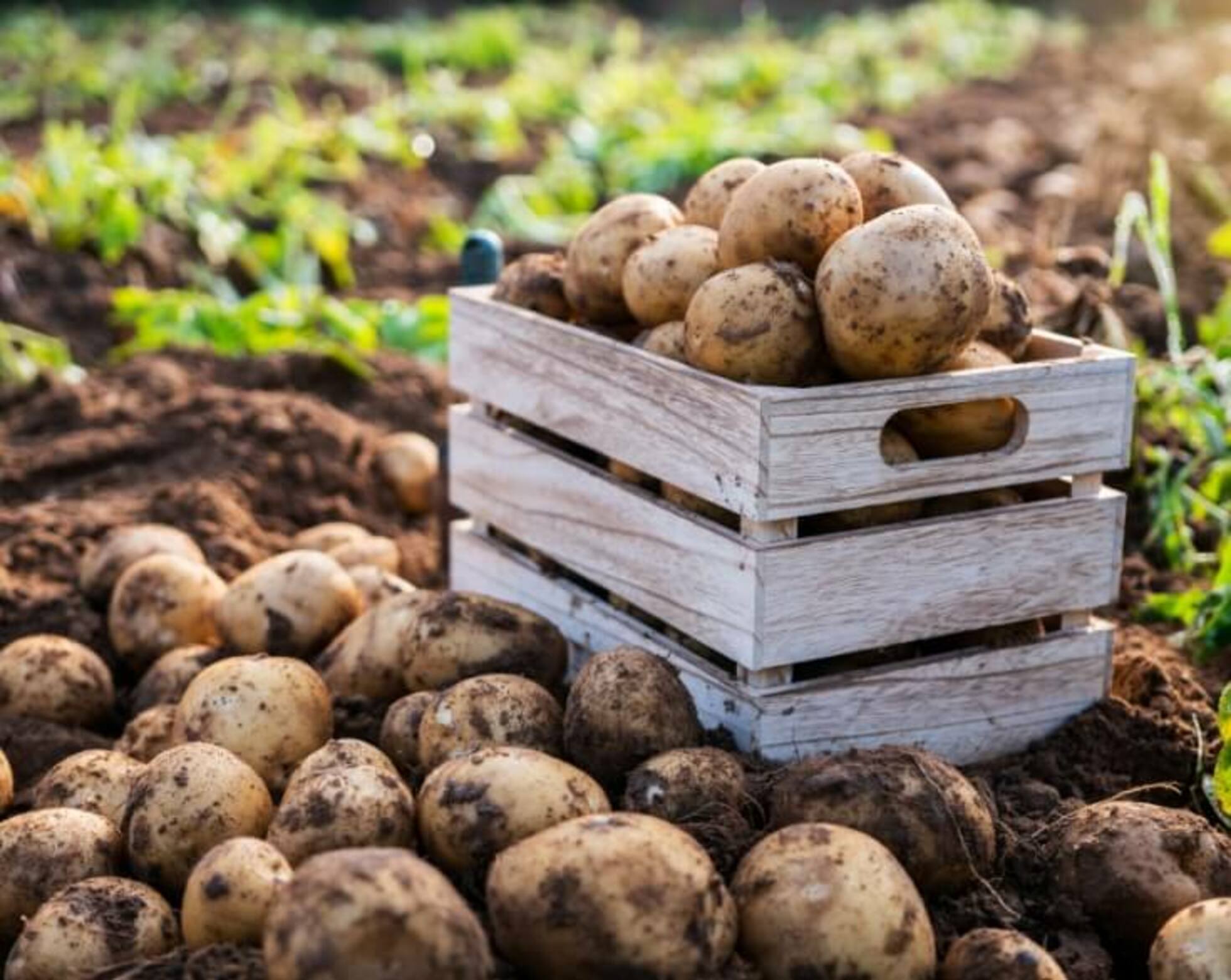 Kartoffeln werden in eine holzerne Box geerntet